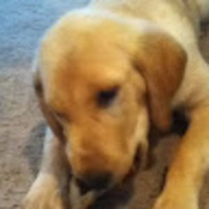 Meet your Posher, Riley